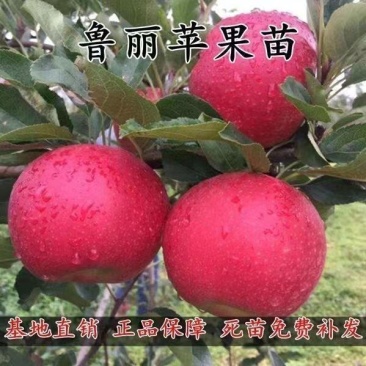 鲁丽苹果树苗，早熟品种，七月份成熟基地直发保证品种
