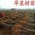 鲁丽苹果树苗，早熟品种，七月份成熟基地直发保证品种