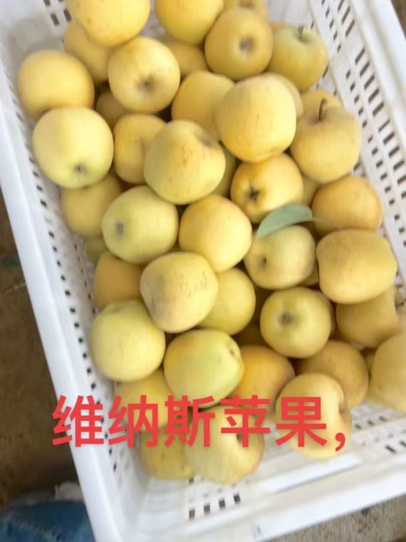 《山东苹果》潍坊维纳斯黄金苹果/口感香甜，价格便宜可代发