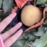 《山东苹果》潍坊维纳斯黄金苹果/口感香甜，价格便宜可代发