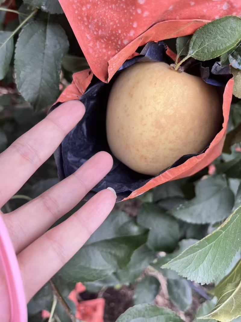 《山东苹果》潍坊维纳斯黄金苹果/口感香甜，价格便宜可代发
