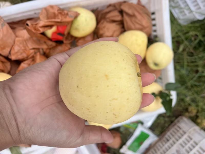 《山东苹果》潍坊维纳斯黄金苹果/口感香甜，价格便宜可代发