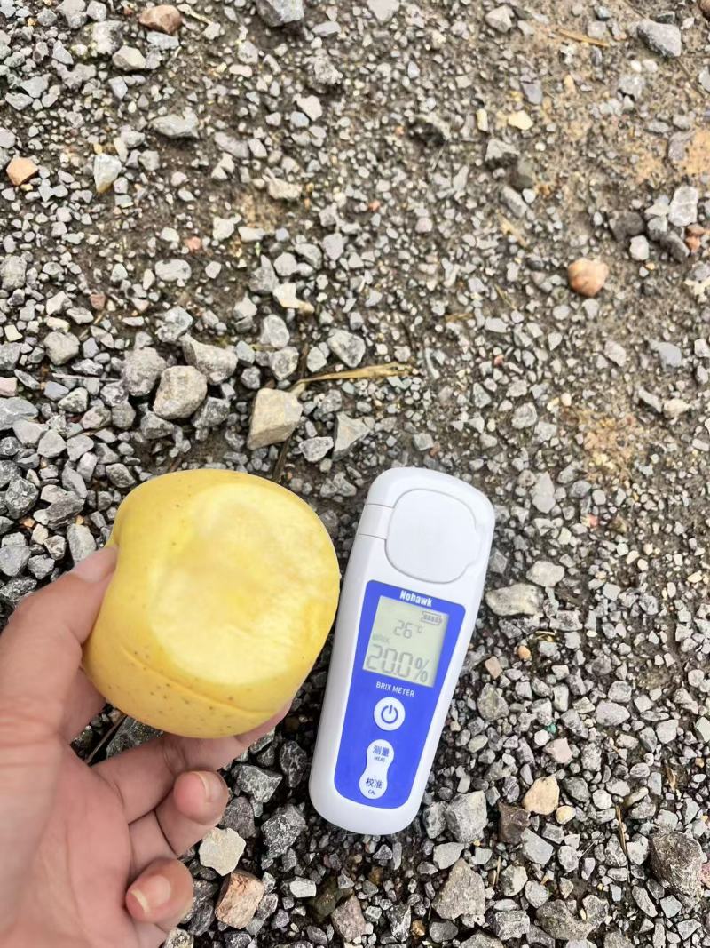 《山东苹果》潍坊维纳斯黄金苹果/口感香甜，价格便宜可代发