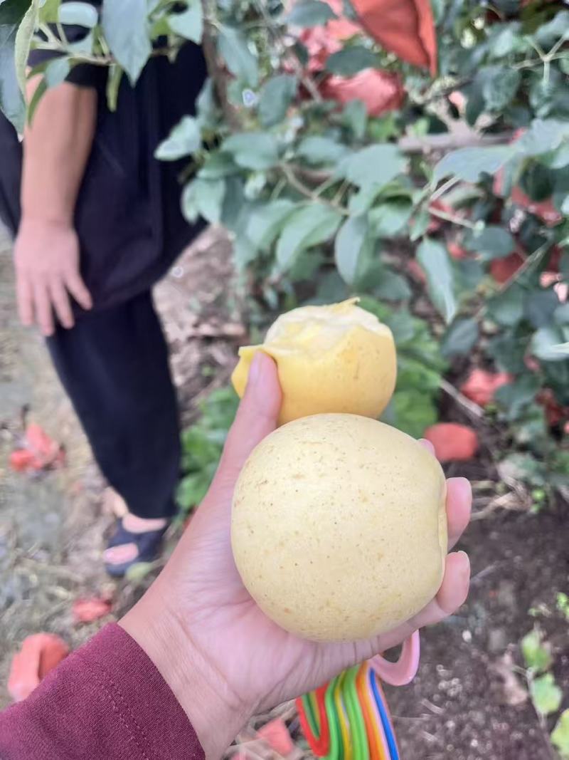 《山东苹果》潍坊维纳斯黄金苹果/口感香甜，价格便宜可代发