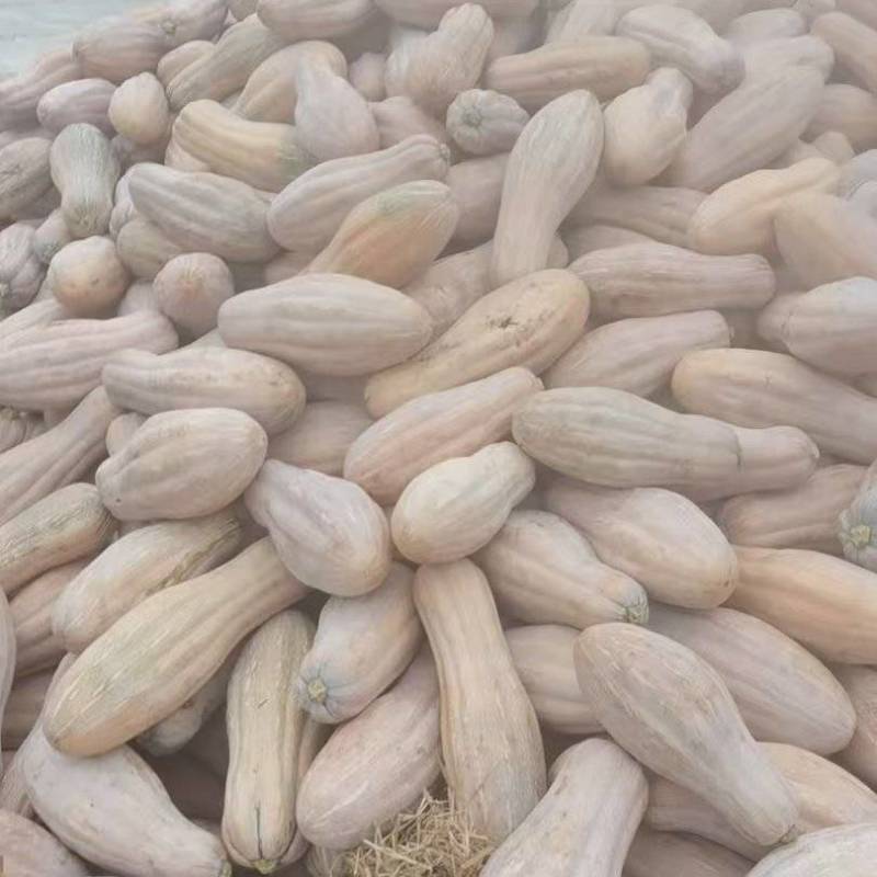 商品南品养殖南瓜大量供应