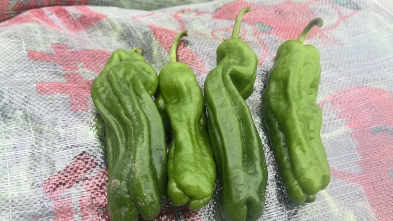 芜湖辣椒，