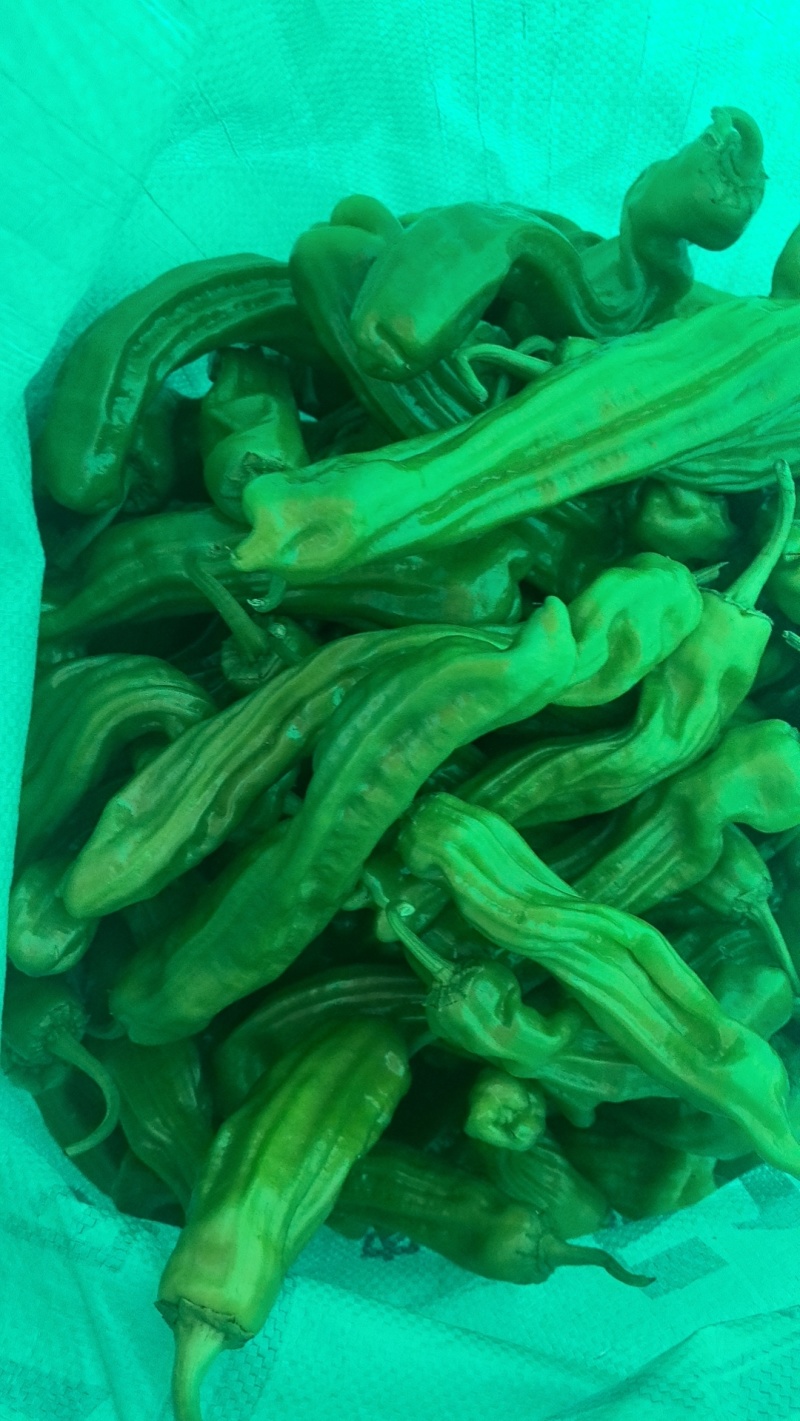 芜湖辣椒，