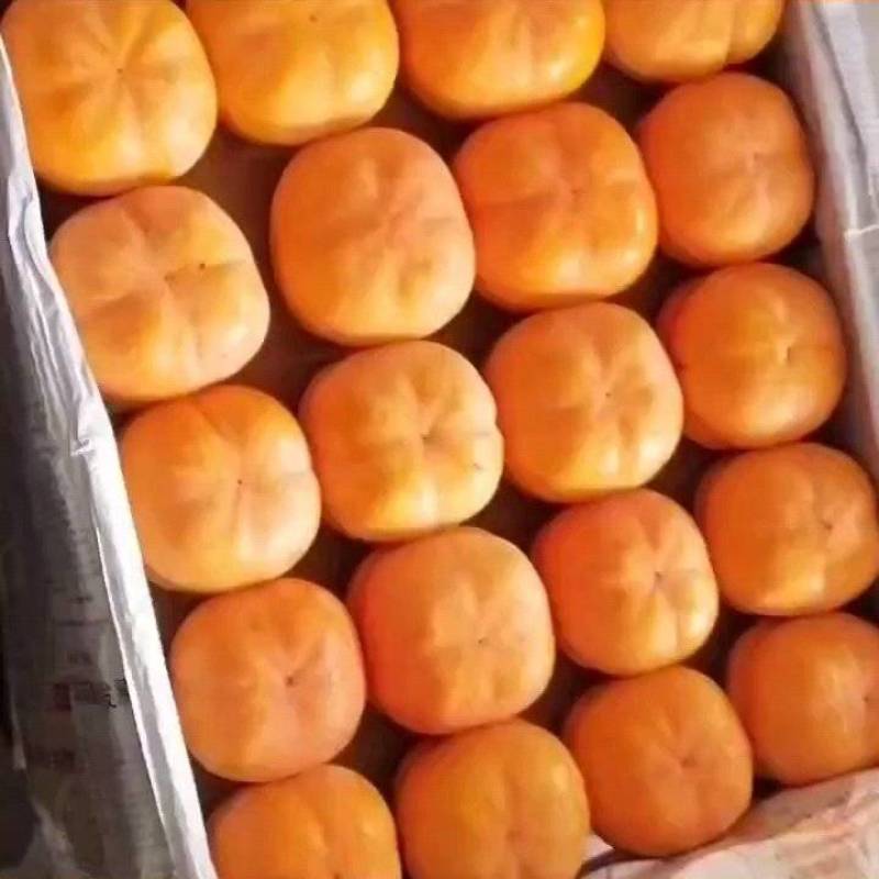 河北遵化磨盘柿子