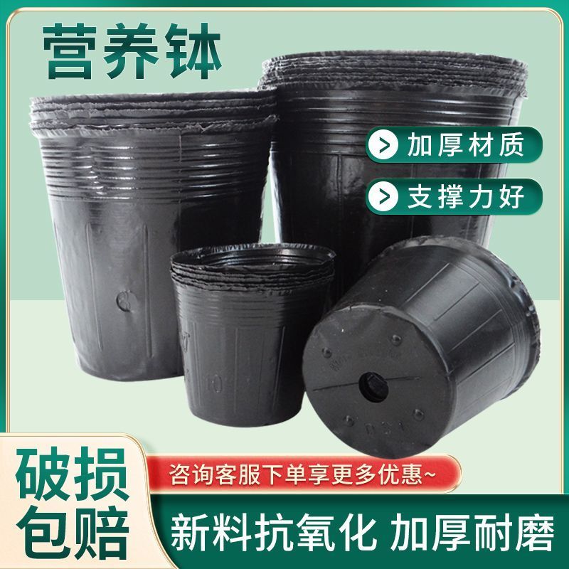 营养钵育苗袋育苗杯育苗盆营养袋