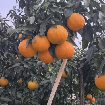 爱媛果冻橙
