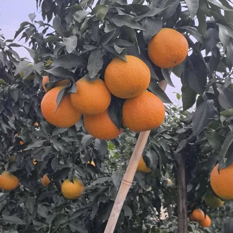 爱媛果冻橙