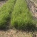 狄草