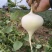 天门豆薯/水果凉薯大量有货基地直供品质优可对接市场
