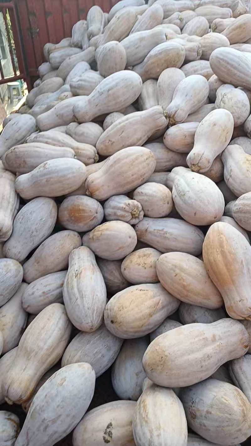 贵州南瓜