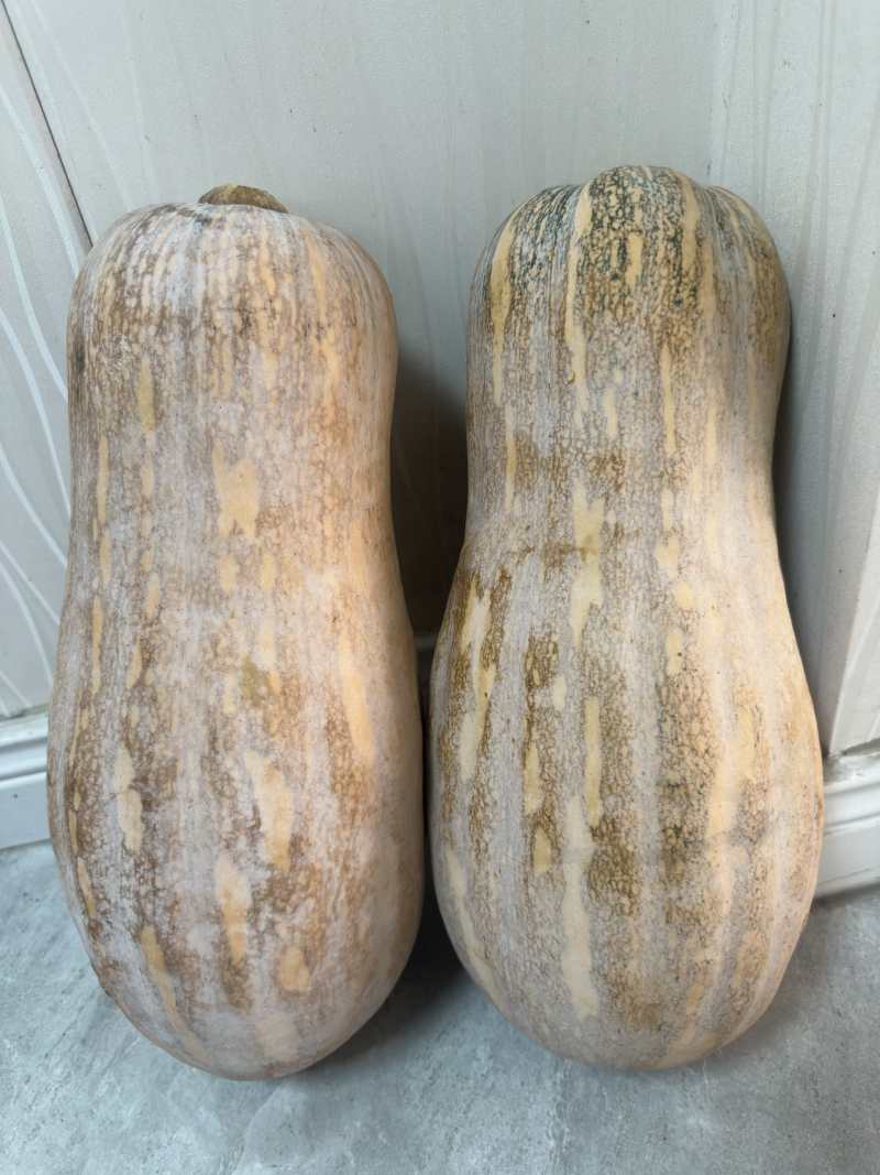 贵州南瓜
