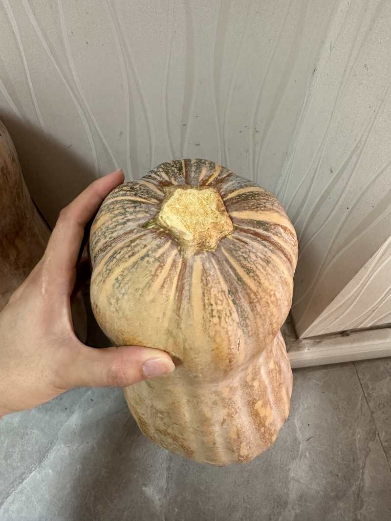 贵州南瓜