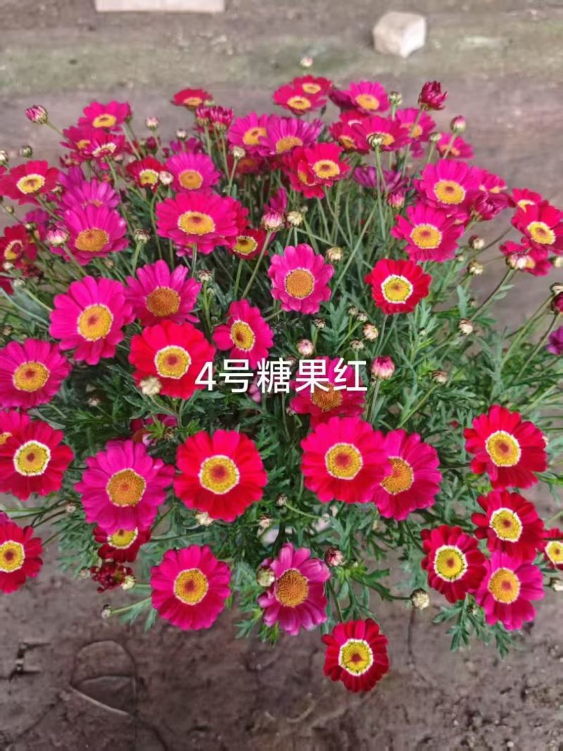 玛格丽特穴盘苗