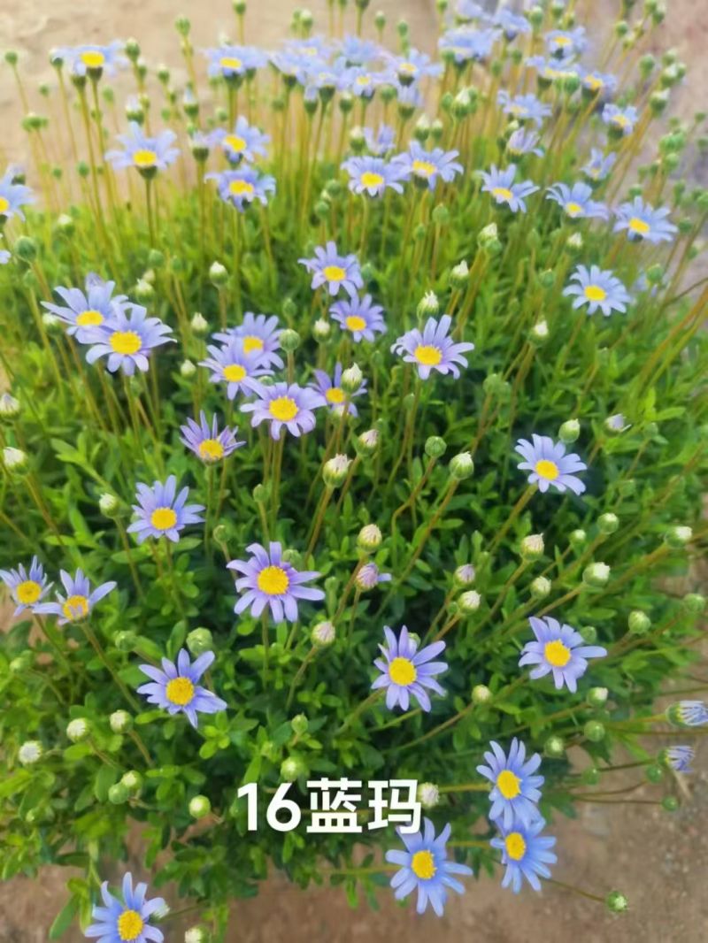 玛格丽特穴盘苗