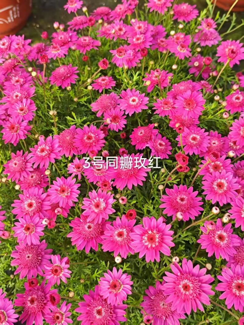 玛格丽特穴盘苗