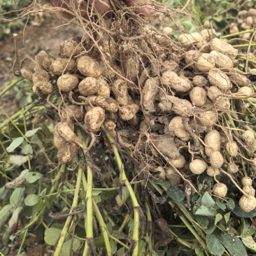 南阳市大量花生300亩想卖通货和湿果，罗汉果即将出土
