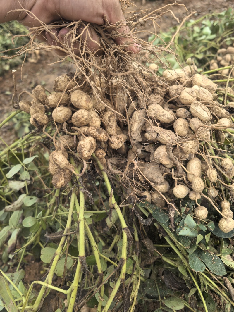 南阳市大量花生300亩想卖通货和湿果，罗汉果即将出土