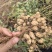 南阳市大量花生300亩想卖通货和湿果，罗汉果即将出土