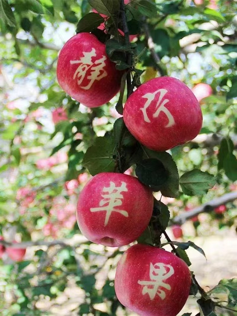 静宁山地红富士