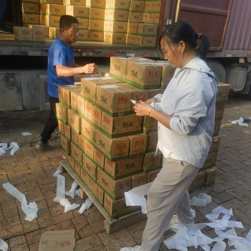 【一件代发】沾化冬枣，承接全网电商，社区团购，全网***