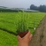 千屈菜