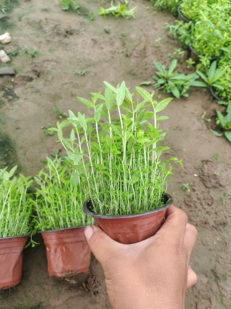 千屈菜