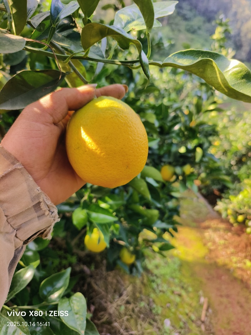 纽荷尔脐橙