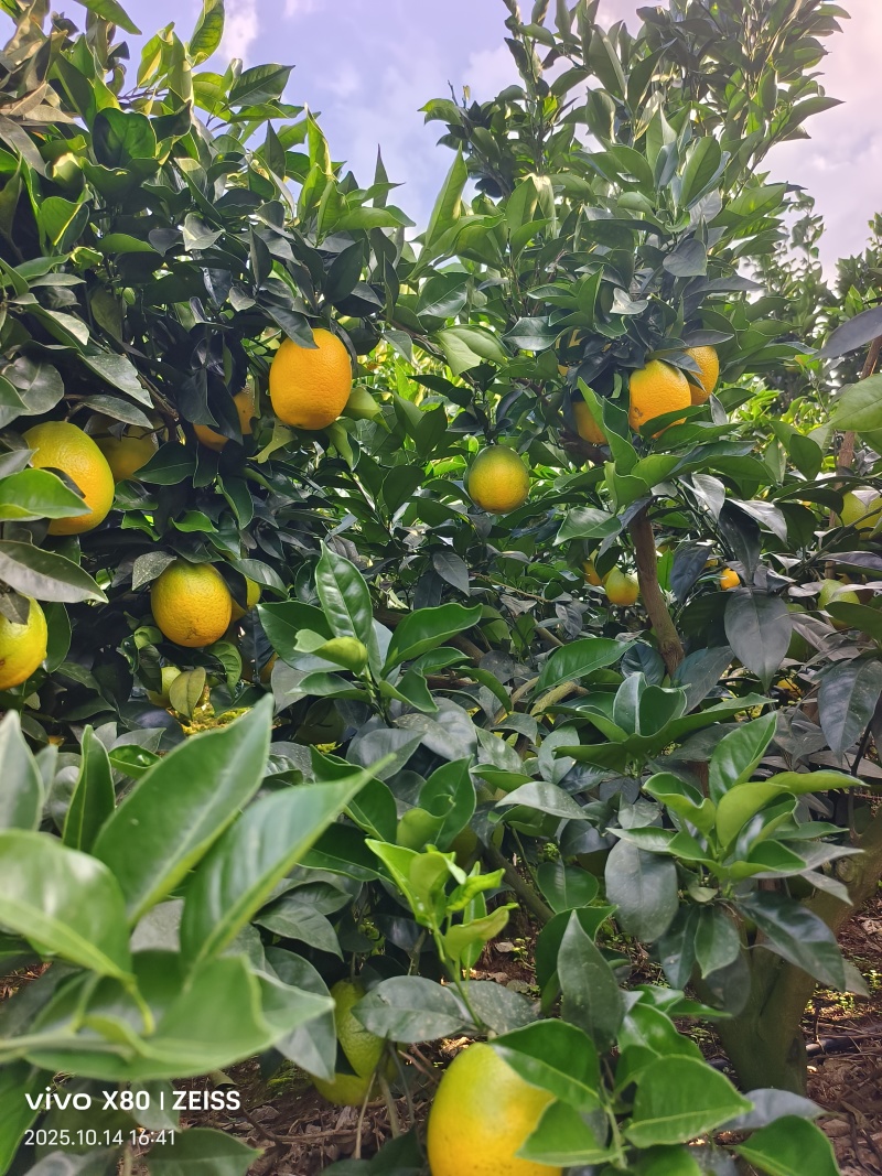 纽荷尔脐橙