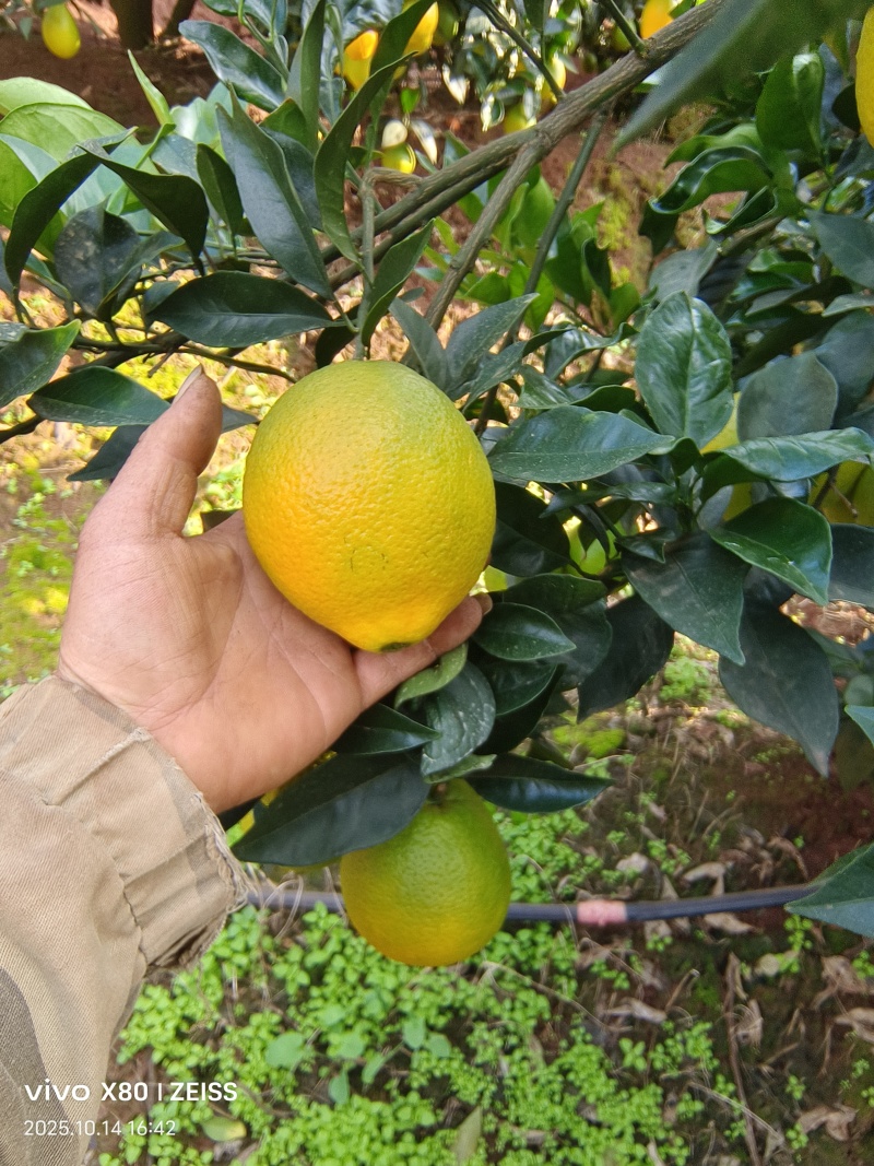 纽荷尔脐橙