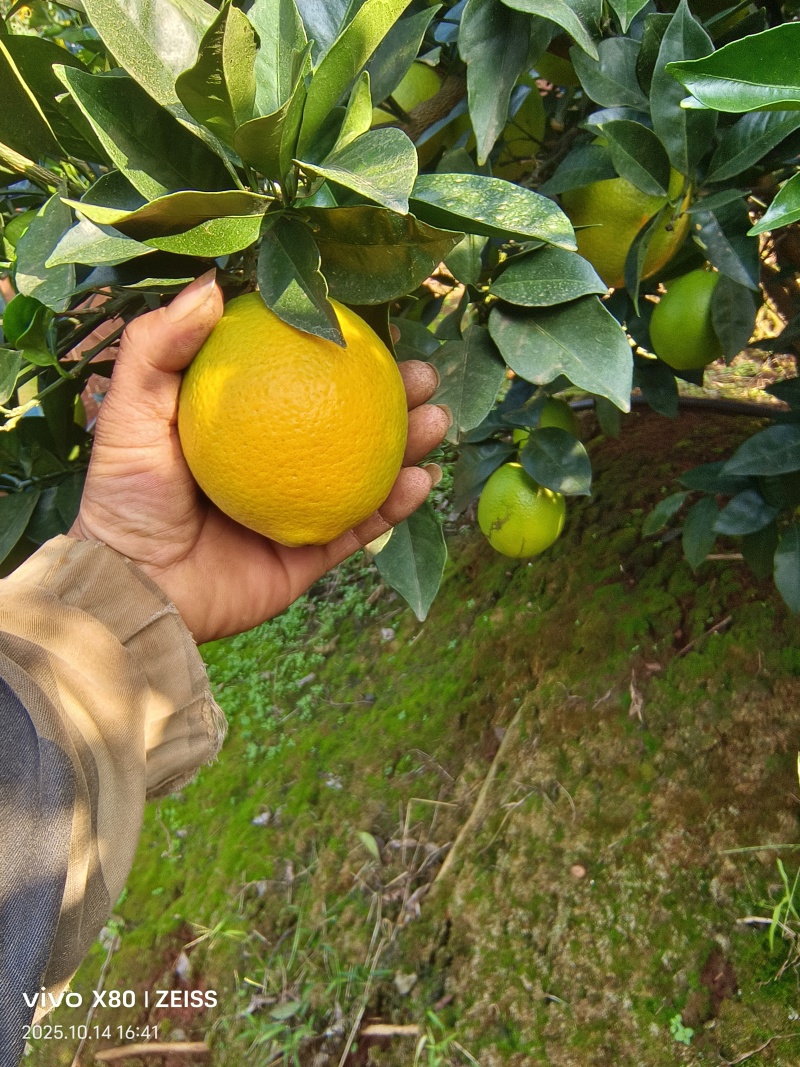 纽荷尔脐橙