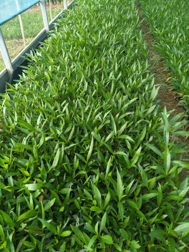 翠芦莉
