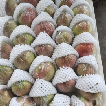 正宗的山东阳信媚梨七号梨