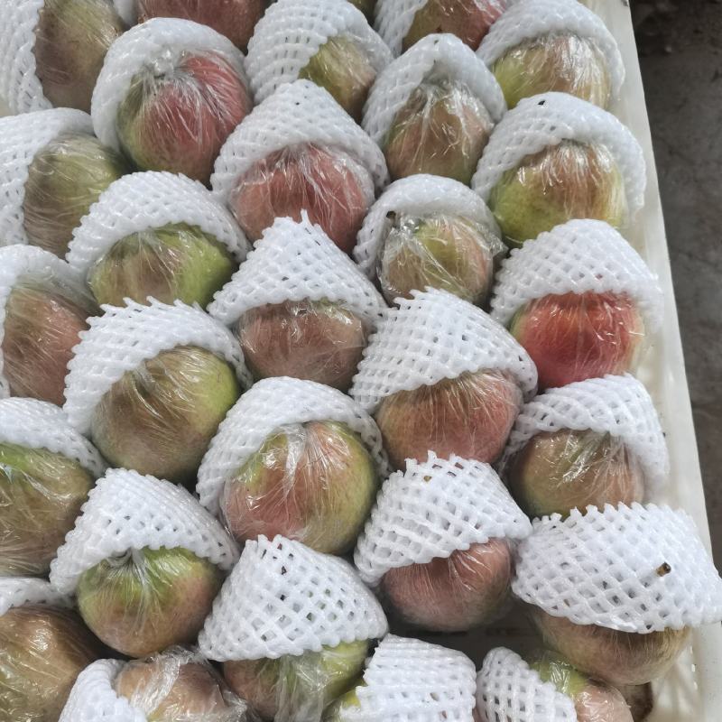 正宗的山东阳信媚梨七号梨