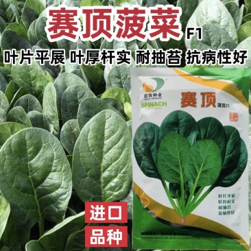 德赛杂交菠菜种子丹麦赛顶菠菜种子深绿色直立菠菜种籽春秋