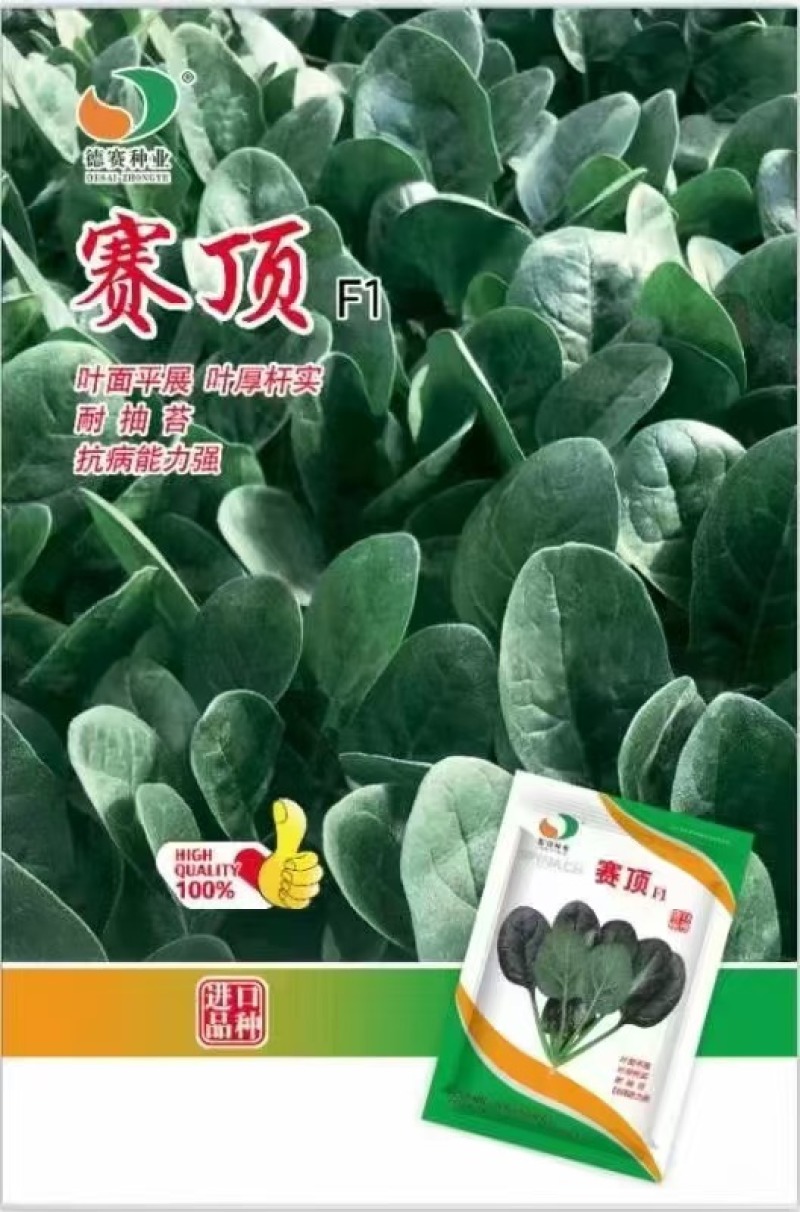 德赛杂交菠菜种子丹麦赛顶菠菜种子深绿色直立菠菜种籽春秋