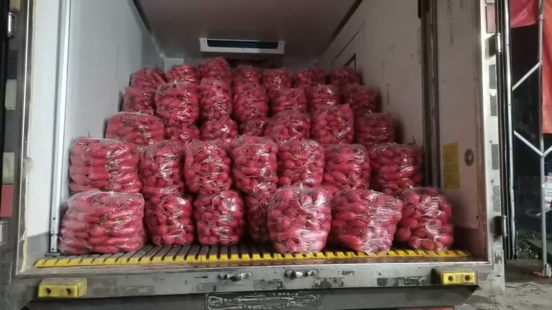 红皮萝卜大量上市，产地直发，量大从优
