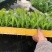 冬季种植的红尖叶呙笋苗