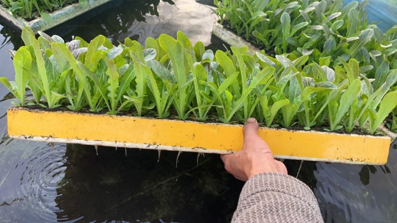 冬季种植的红尖叶呙笋苗