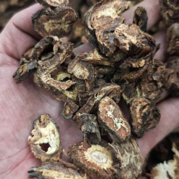 川羌活，大量供应，产地直发，品质保证，保质保量