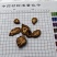 川羌活，大量供应，产地直发，品质保证，保质保量