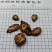 川羌活，大量供应，产地直发，品质保证，保质保量
