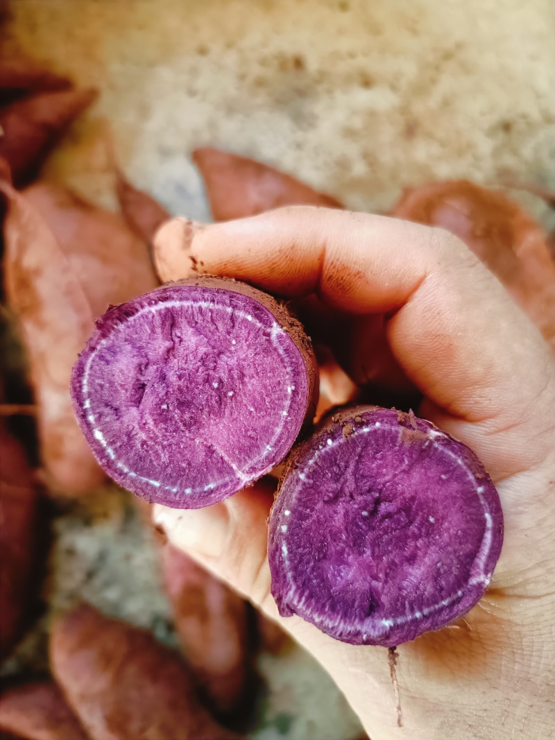 紫薯008云南红薯基地直供量大从优欢迎联系