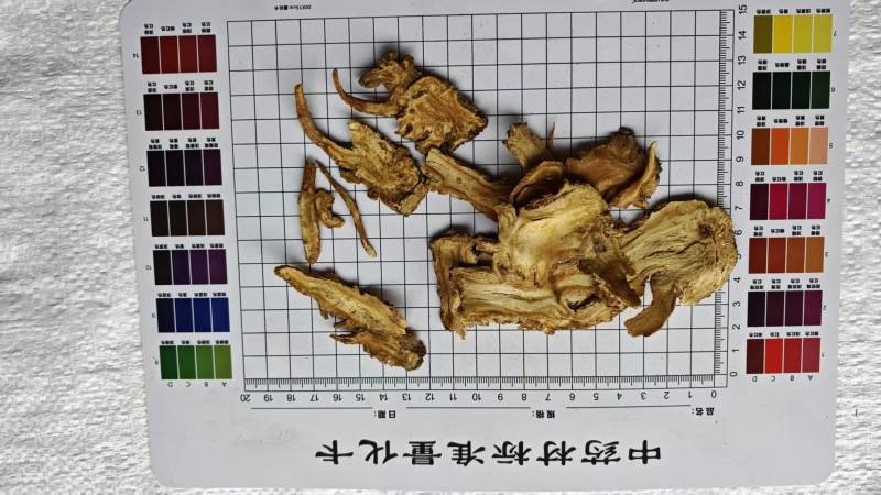 当归，产地岷县！大量供应！产地直发！量大可优惠！