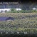 海宁美玉7号甜糯玉米基地货可供团长打包发货