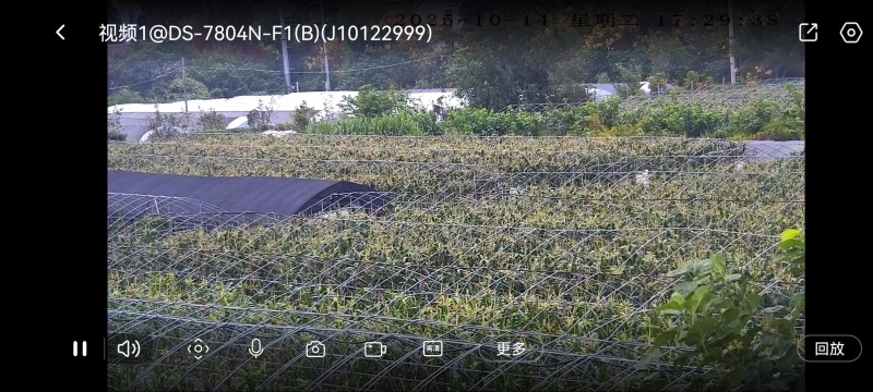 海宁美玉7号甜糯玉米基地货可供团长打包发货