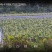 海宁美玉7号甜糯玉米基地货可供团长打包发货